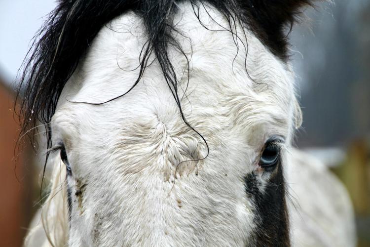 eyes horse
